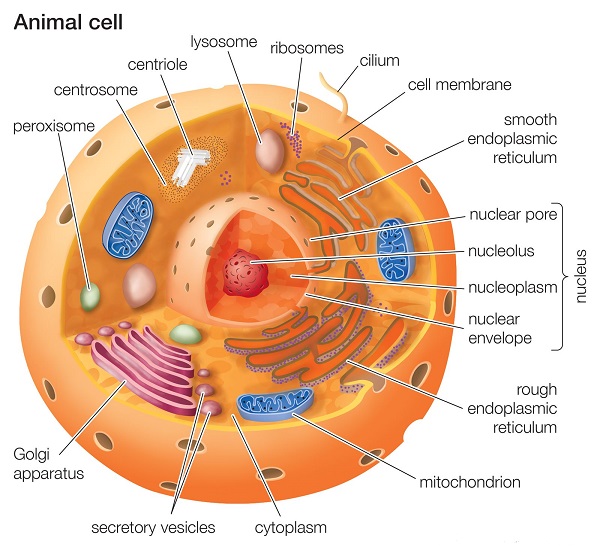 Animal Cell Anatomy Model