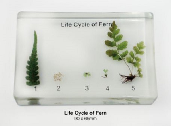 Life Cycle Of A Fern