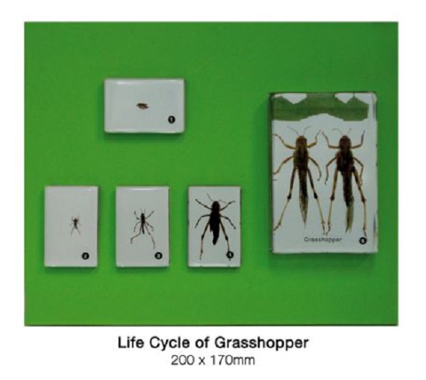 Life Cycle Of A Grasshopper