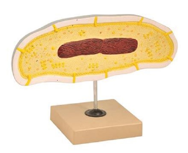 Models Bacteria Cell Structure