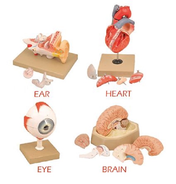 Human Organ Model Set 4