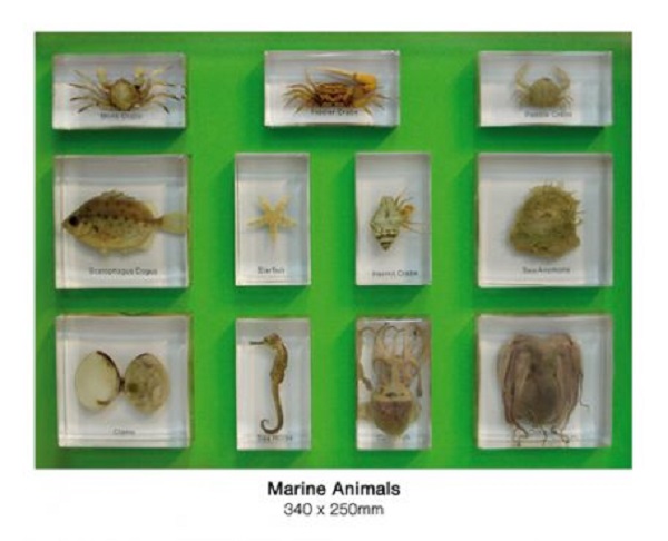 Marine Animals Set