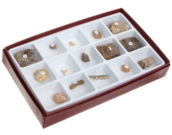 Fossils Collection 15 Piece