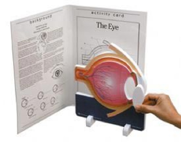 Book Plus Eye Models