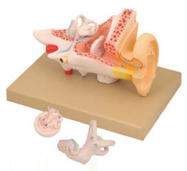 Ear 2x 3Parts Anatomical Budget Models