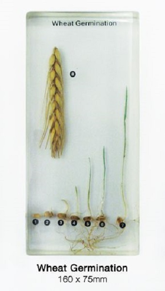 Wheat Germination