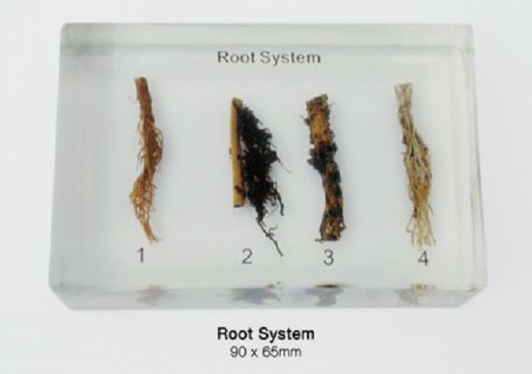 Root System