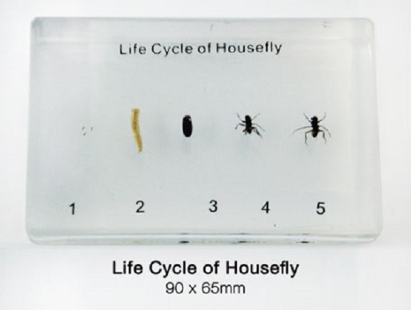 Life Cycle Of A Housefly
