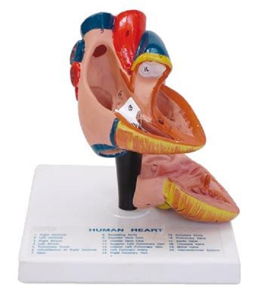 Heart3x 4Parts Anatomical Budget Models
