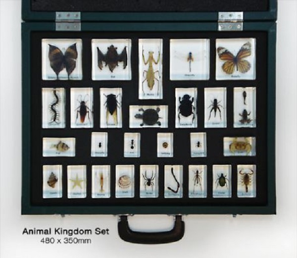 Animal Kingdom Set