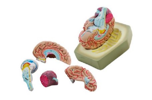 Brain 1x 8 Parts Anatomical Budget Models