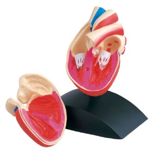 Anatomical Models Heart Actual Size