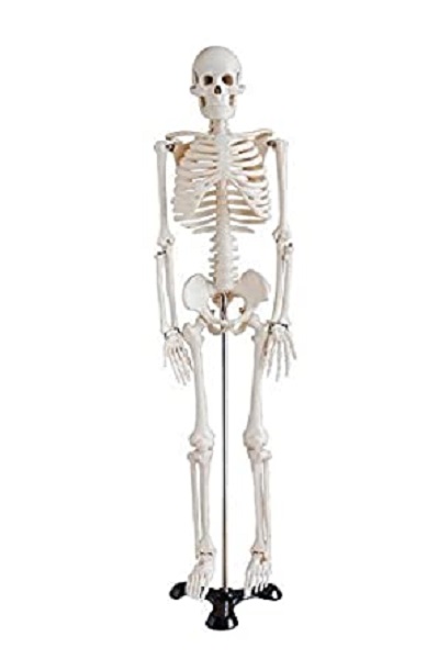 Skeleton Medium On Stand 85cm Model
