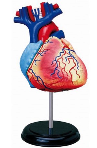 Models Human Heart