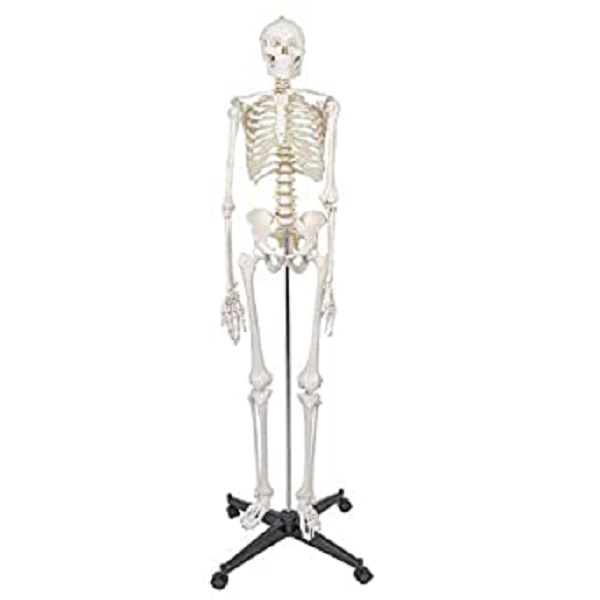 Skeleton Full Size On Stand 60cm Mode
