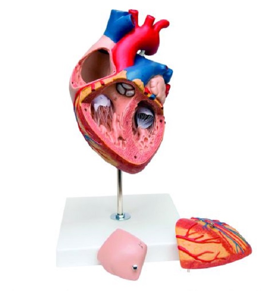 Heart 2x 4Parts Model