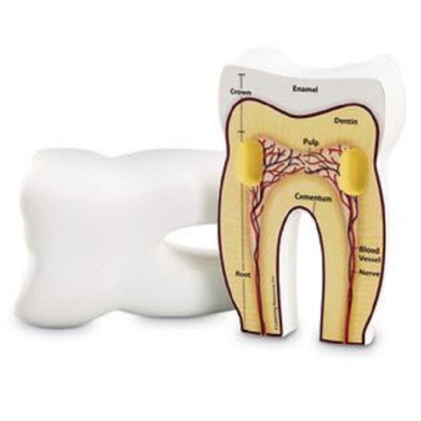 Tooth Cross Section Model Foam