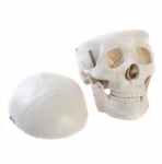 Skull Mode Plastic Life Size