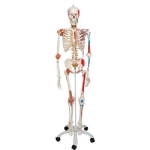 Skeleton With Muscles And Ligaments