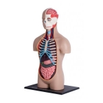4D Human Deluxe Torso Anatomy Model